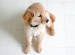 puppy-white-floor-comp