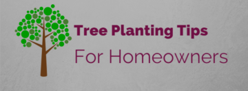 Tree Planting Tips For Central OH
