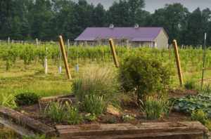 Soine Vineyard and garden