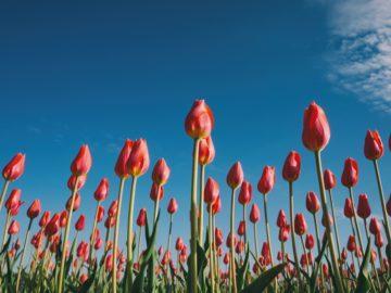 Red Tulips against a blue sky