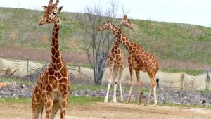 three giraffes at the Columbus Zoo