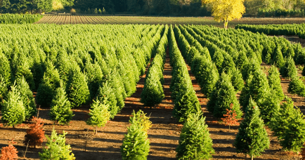 Christmas Trees In At A Christmas Tree Farm