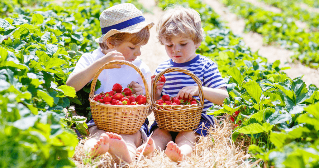 two kids eating strawberries out of a basket in a strawberry field