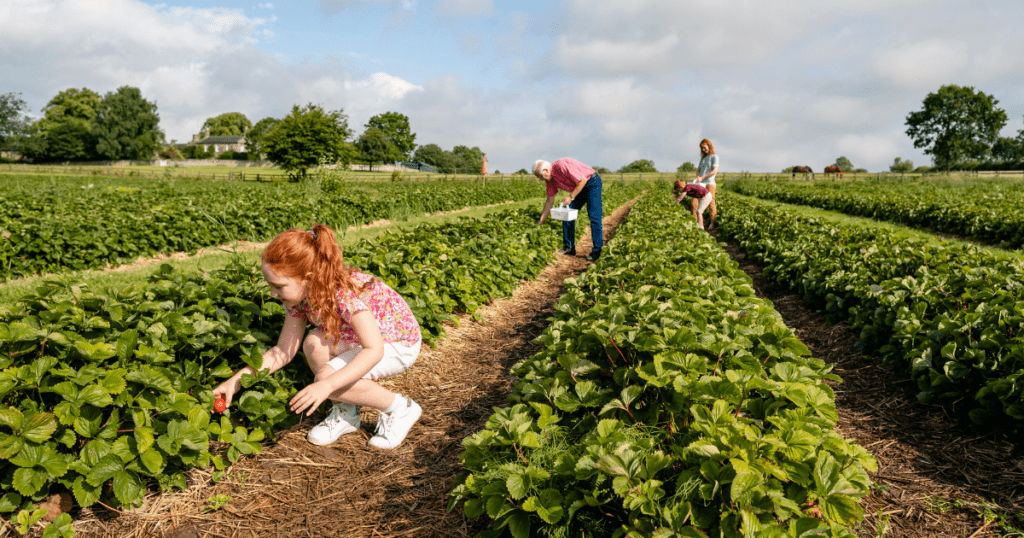 Family Picking Produce At A Self Pick Farm