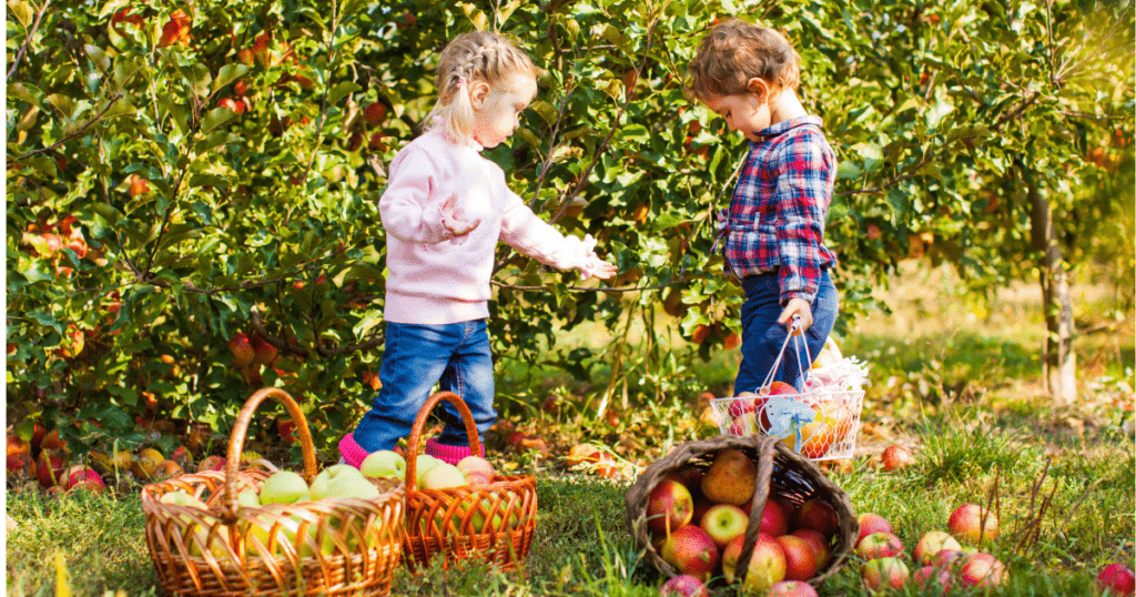 Kids Picking Apples At A Farm